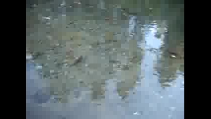 Salmon Spawn