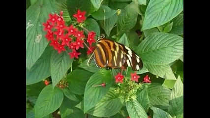 Amazing Butterflies