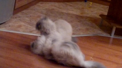 Котки се бият