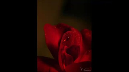Jessica Riddle - Even Angels Fall
