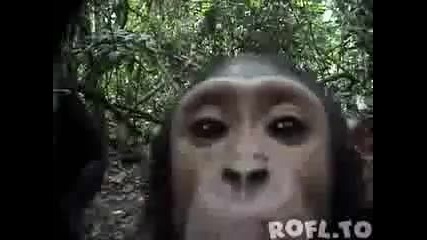 Смях - шимпанзе разузнава камера 