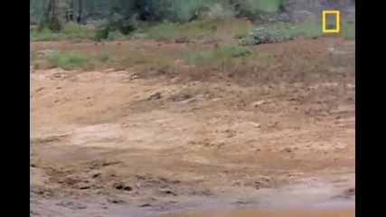 Птици срещу Крокодили
