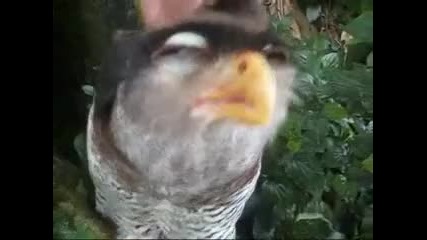 oxox 4e kef 