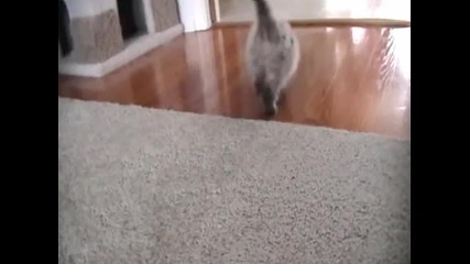 Cat Attack 