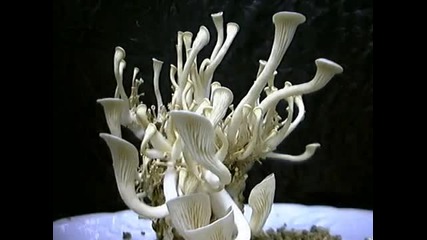 Blue Oyster Mushroom Time Lapse Video 