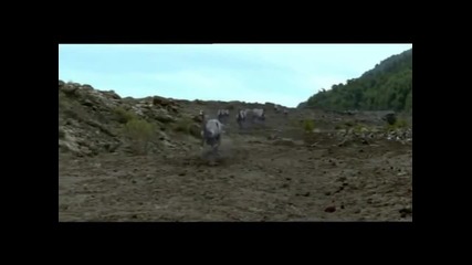 Tribute to Theropod Dinosaurs