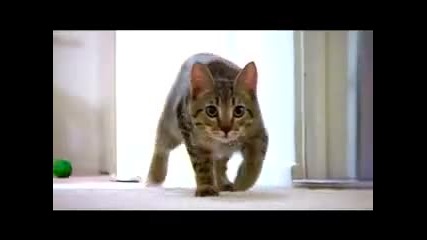 The Mean Kitty Song 