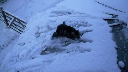 Котка + сняг = неочаквано смешна комбинация.
