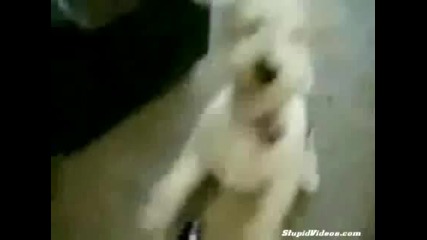 Heavy Metal Dog 