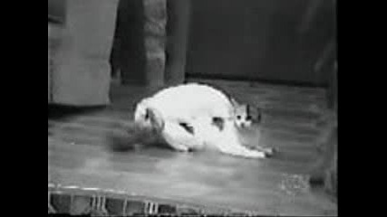 Funny Animals Clip - 11