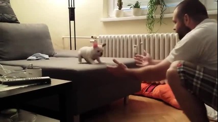 Кученце се престраши и скочи да го гушне стопанина му