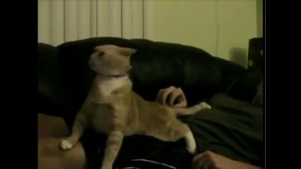 Crazy Cat 