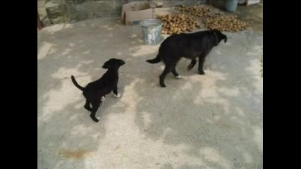 Кученцата Ми Гого R.I.P. И Рекс