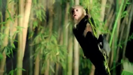 Katy Perry - Roar