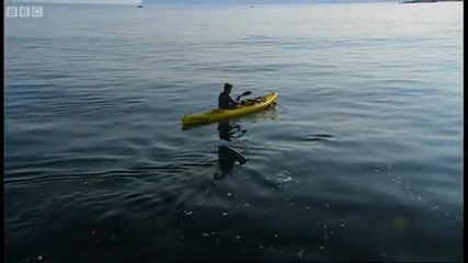 Uk Shark is bigger than a Great White - Sharks - Bbc 