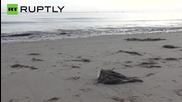 21,000 Gallons of Crude Leak onto Refugio Beach Causing 4 Mile Long Oil Slick