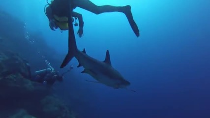Подводният Свят на Кайманови Острови