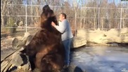 Една мечка гризли в зоопарк