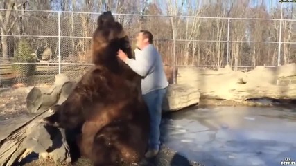 Една мечка гризли в зоопарк