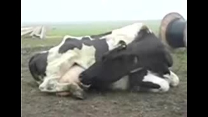 Ожадняла Крава Посяга на Млякото Си