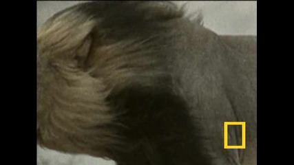 About lions - national geographic