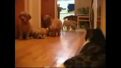 Кучета Срещу Котка