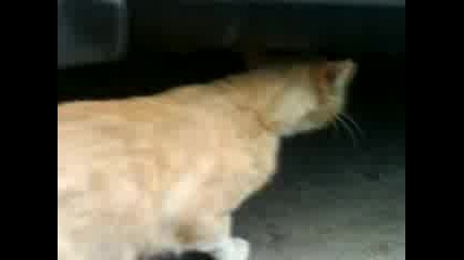 Смешни котета 