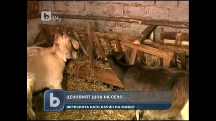 За ценовият шок на село и версиите
