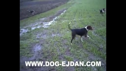 greyhound, kopoy, lov www.dog - ejdan.com 