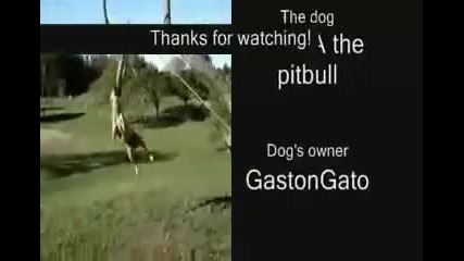 Cилата на един pitbull 