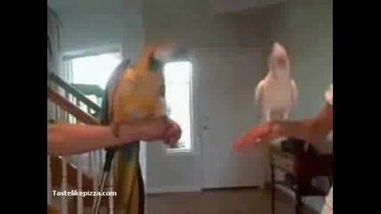 Как Се Забавляват Папагалите 