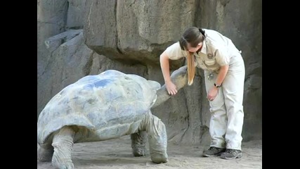 гигантска костенурка