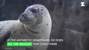 Four ways Antarctica's rising temperatures will affect everyone