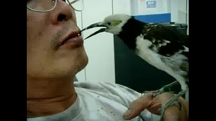 как храни японец птиче