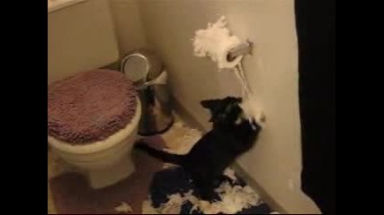 Котка в тоалетната , смях ! 