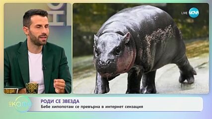 Роди се звезда - бебе хипопотам се превърна в интернет сензация - „На кафе“ (02.10.2024)
