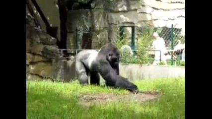 Гадна горила