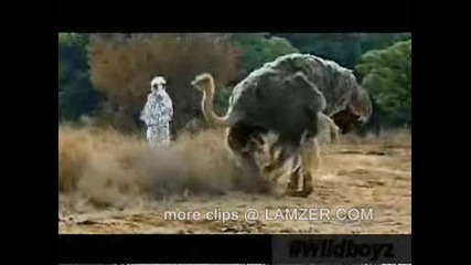 Funny Wild Safari [from Www.metacafe.com].wmv