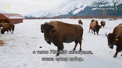 Подбор на стадото | Юконски ветеринар | NG Wild Bulgaria