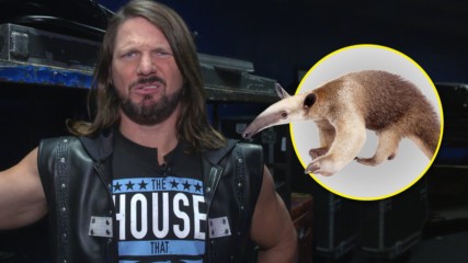 AJ Styles reacts to video of anteater doing his entrance
