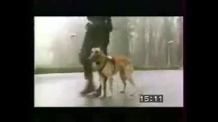Истински полицейски кучета - не сте виждали такива никога ! 