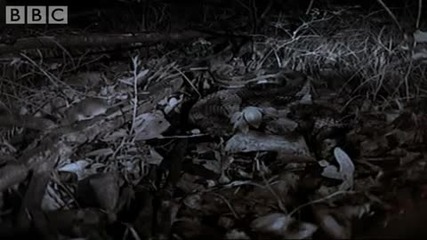 Attenborough - Midnight snack - Snake attacks Mouse - Bbc wildlife