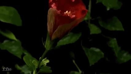 Secret Garden - Poeme -