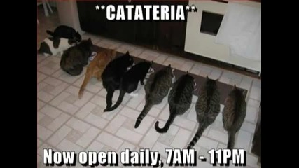 Смешни Котки ! 