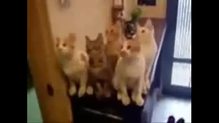 The most funny video clip in this world 