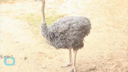 Escaped Emu Goes for a Brisk Jog Around British Town