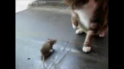 Котка Срещу Мишка