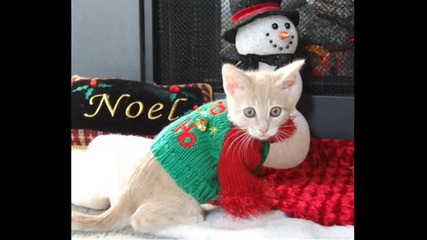 Cats, Dogs and Christmas