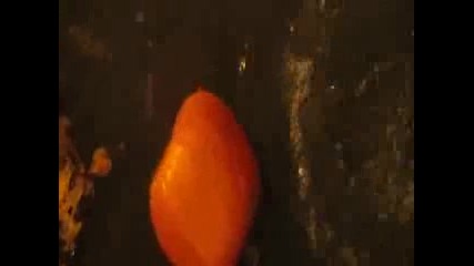 5 Min Scene from Trick R Treat 