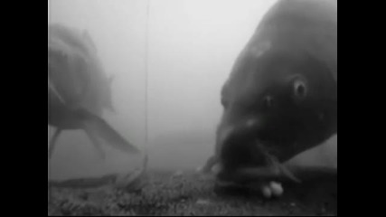 40 Lb шаран под вода